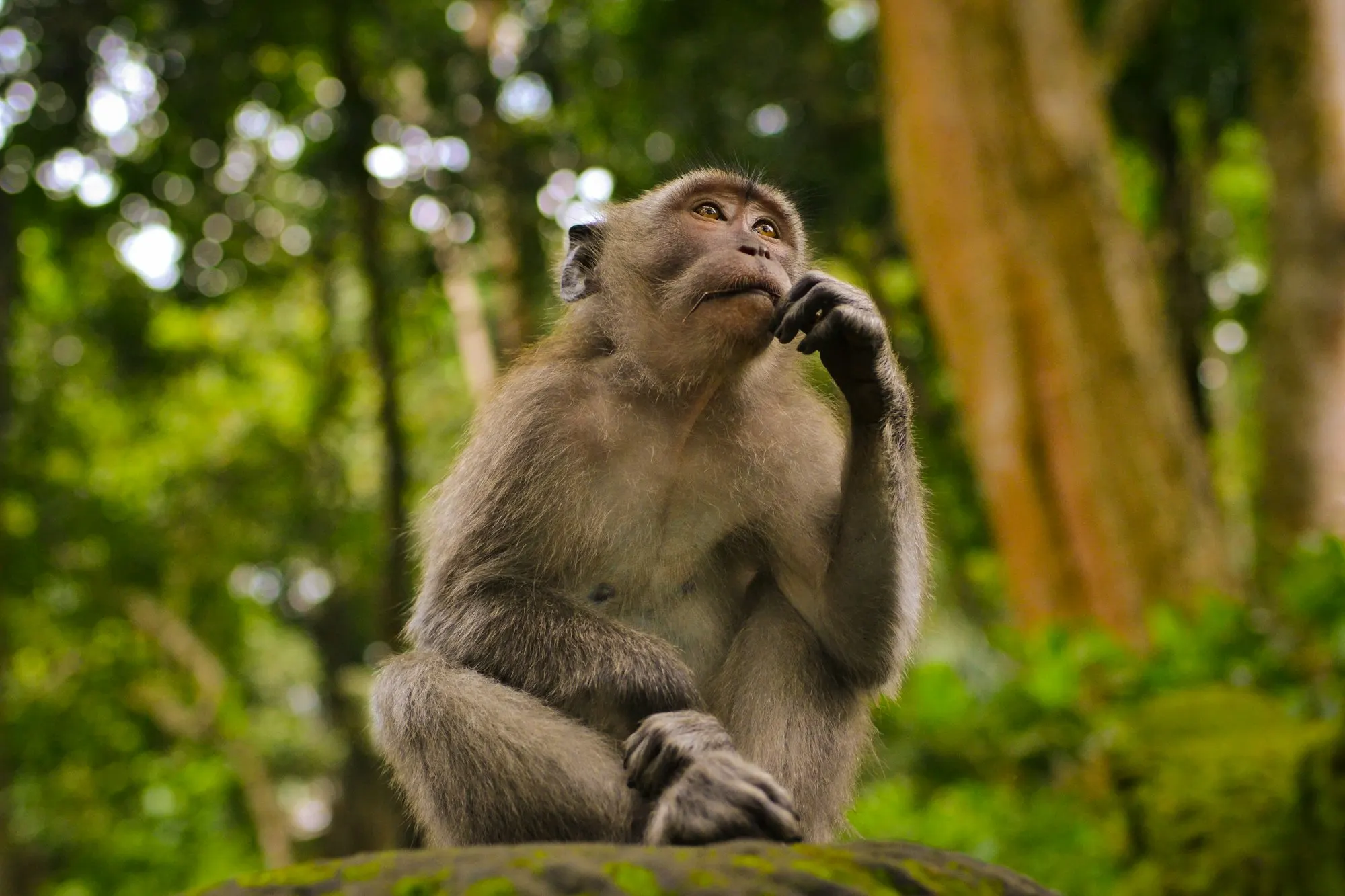 A long-tailed macaque perched in lush Bali foliage
