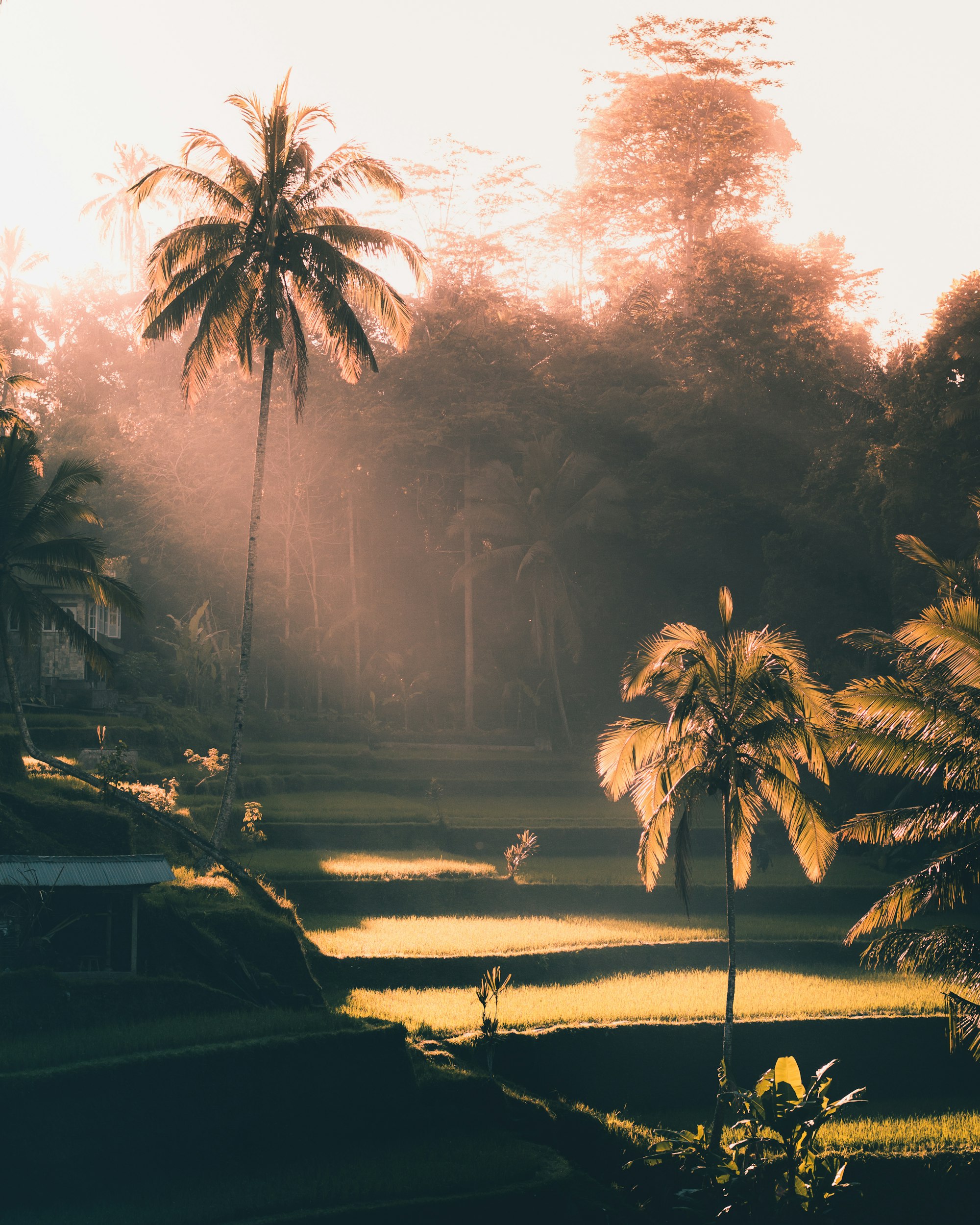Coconut palms reaching into a bright tropical sky