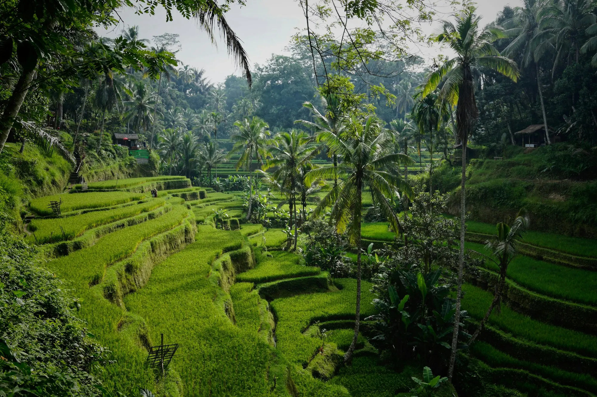 Green Bali rice terraces